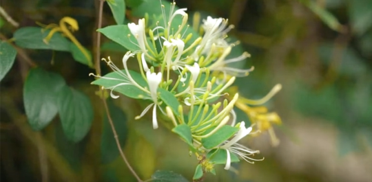 大山里这样一朵花，值得你来看