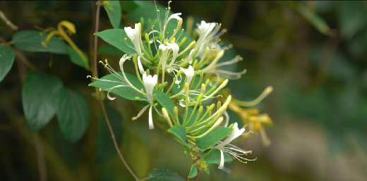 清热解毒金银花典故