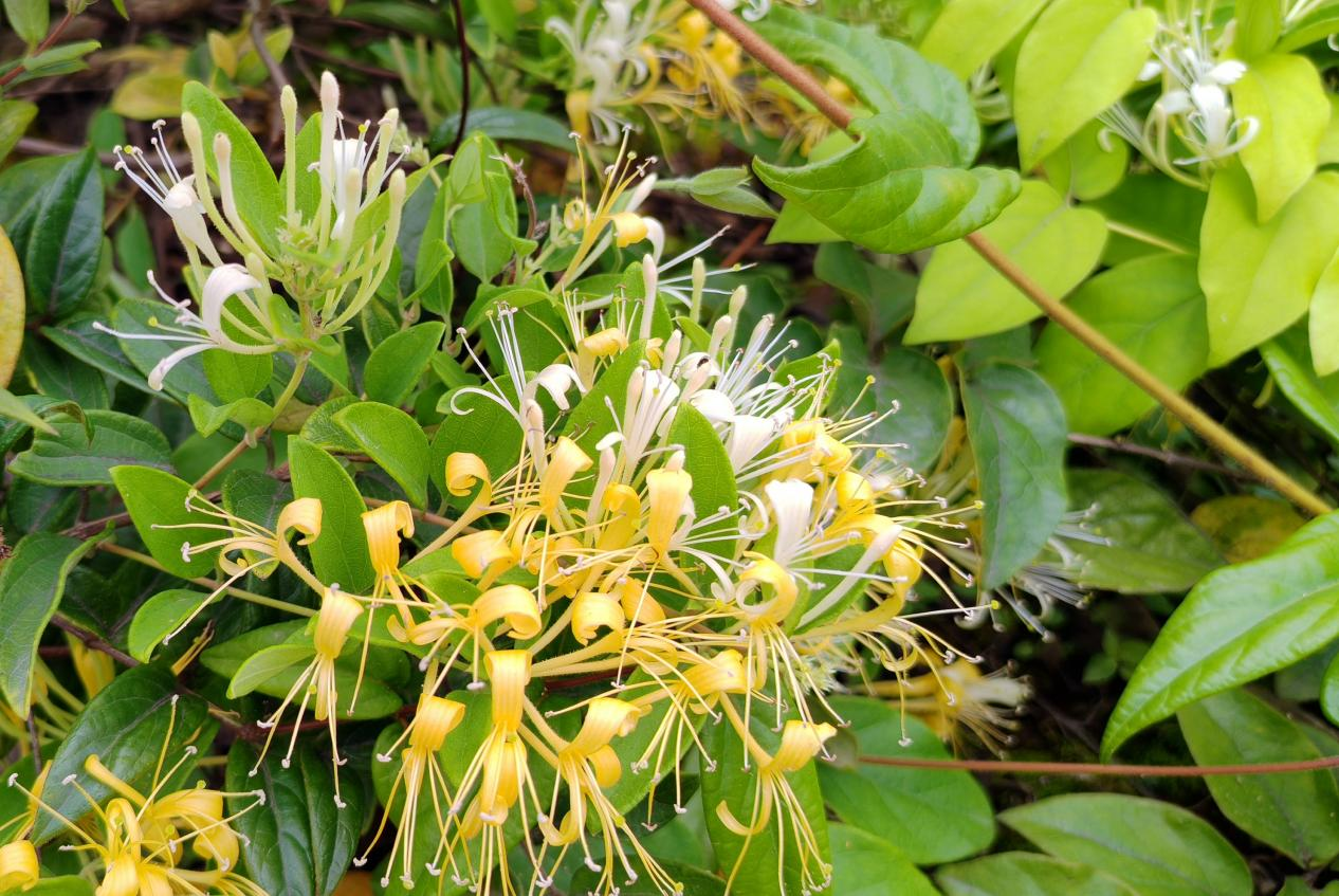 “蚁”起识中药——金银花/山银花